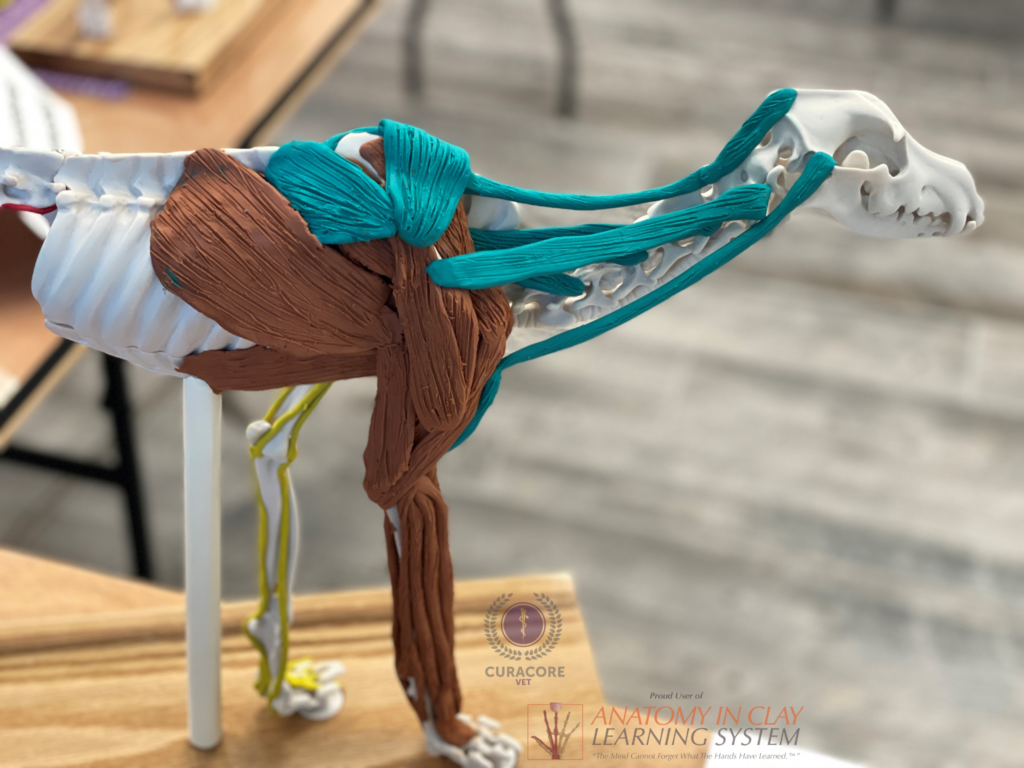 Anatomy in Clay® Learning System